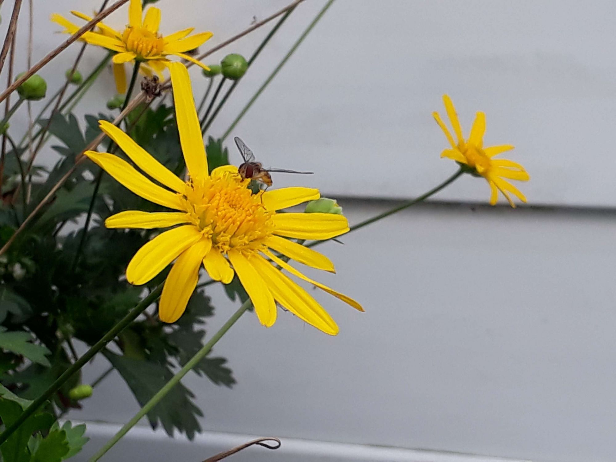 Retour sur la collecte 